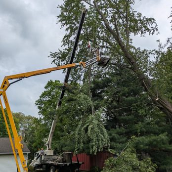 Halls Tree Service - Skillfully melding two separate devices into one smooth action. - Tree Services Near Me - Grand Rapids, Michigan Halls Tree Service - Skillfully melding two separate devices into one smooth action. - Tree Services Near Me - Grand Rapids, Michigan