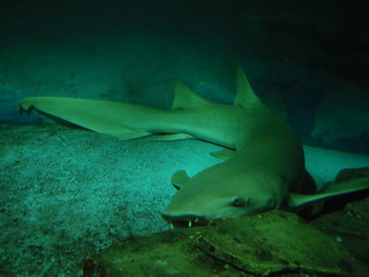 Underwater World Langkawi by null