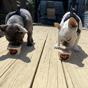 Sweet Creams Cafe - Doggie ice creams - Ice Cream & Frozen Yogurt Near Me - Stroudsburg, Pennsylvania Sweet Creams Cafe - Doggie ice creams - Ice Cream & Frozen Yogurt Near Me - Stroudsburg, Pennsylvania
