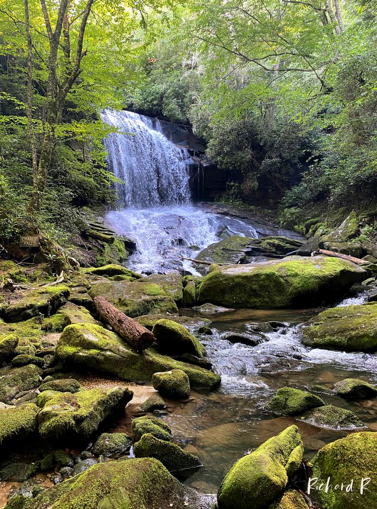 Charlie Falls - Chinquapin Logo