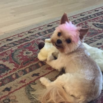 Pyrenees Pets - After Quincy's grooming - Pet Groomers Near Me - Danville, California