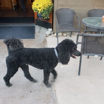 Eberle Winery - Awesome dog! - Wineries Near Me - Paso Robles, California