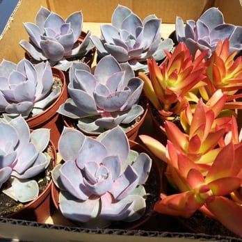 OC Succulents - A few more plants to add to my garden.  Lots to choose from. - Nurseries & Gardening Near Me - Irvine, California