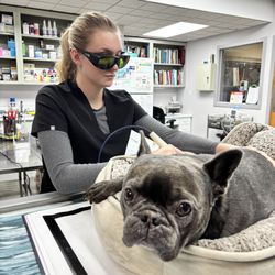 Ridgefield Veterinary Center - We offer cold laser therapy.