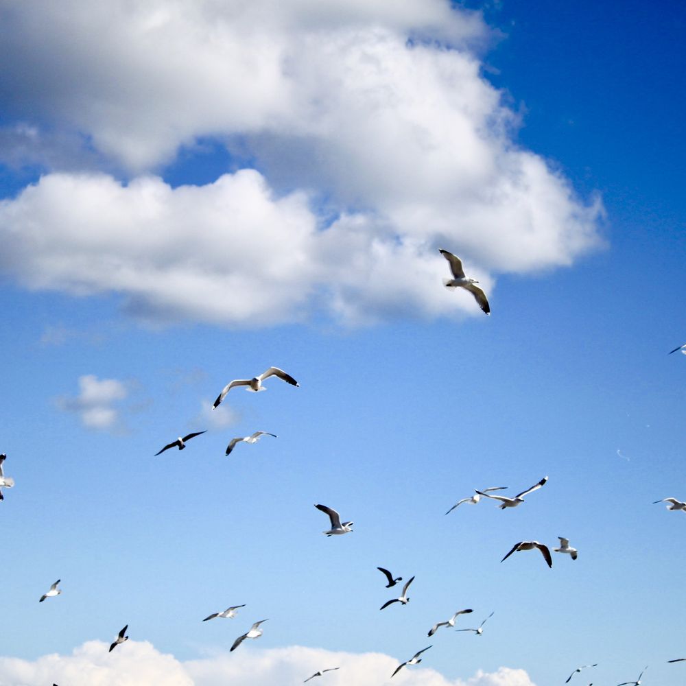 Seagulls