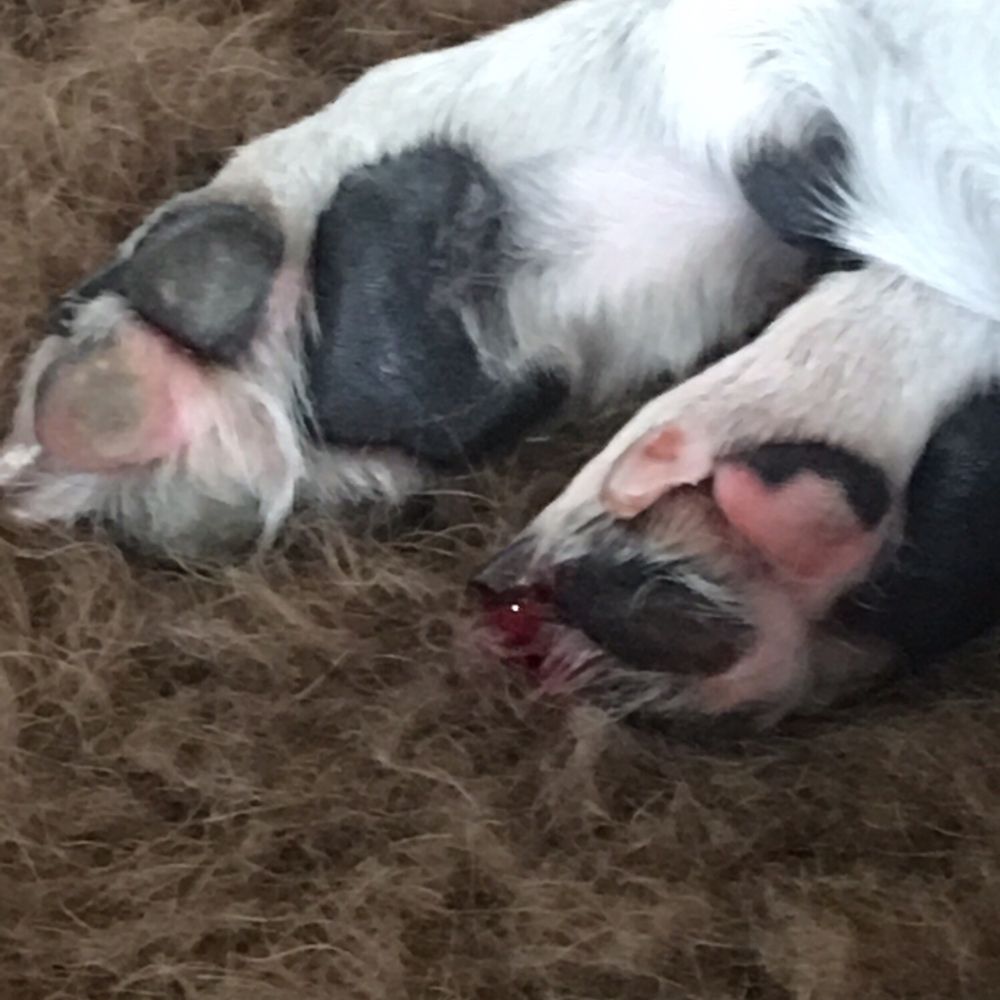 Camp Bow Wow - The result of what should have been an easy and chill nail trim. #campbowwow - Pet Boarding Near Me - New Orleans, Louisiana Camp Bow Wow - The result of what should have been an easy and chill nail trim. #campbowwow - Pet Boarding Near Me - New Orleans, Louisiana