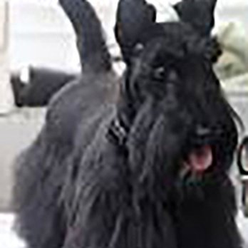 Diane's Pet Grooming - Pet Groomers Near Me - Ormond Beach, Florida