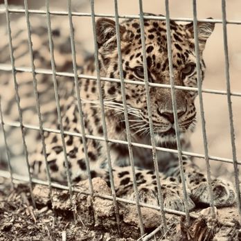 Project Survival's Cat Haven - Zoos Near Me - Dunlap, California