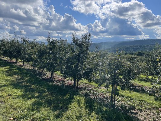 Sky Top Orchard by null