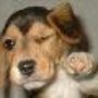 Photo of Puppy Love