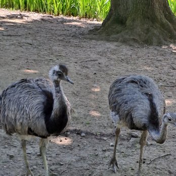 Tierpark Limbach-Oberfrohna - Amateur Sports Teams Near Me - Limbach-Oberfrohna, SN Tierpark Limbach-Oberfrohna - Amateur Sports Teams Near Me - Limbach-Oberfrohna, SN