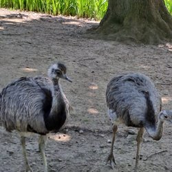 Tierpark Limbach-Oberfrohna