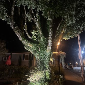 Blowing Rock Brewing - Big beautiful tree - Breweries Near Me - Blowing Rock, North Carolina