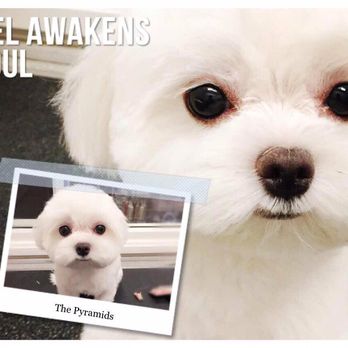 Happy Pet - Come back for grooming little snow ball - Pet Groomers Near Me - San Gabriel, California Happy Pet - Come back for grooming little snow ball - Pet Groomers Near Me - San Gabriel, California