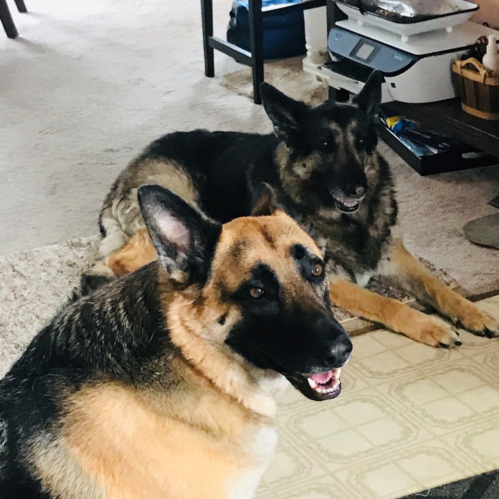 Rosie (in front) and Kai..they aren't quite as impressed with going to the vet as I am!!!