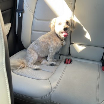 Kutz For Mutz - after full grooming - Pet Groomers Near Me - Albany, California Kutz For Mutz - after full grooming - Pet Groomers Near Me - Albany, California