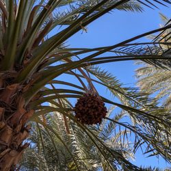 Fresh Dates By Anderson