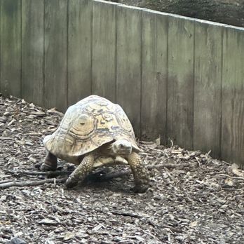 Brookfield Zoo Chicago - Zoos Near Me - Brookfield, Illinois Brookfield Zoo Chicago - Zoos Near Me - Brookfield, Illinois