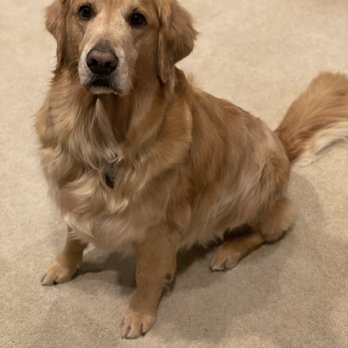 Mount Ruffmore Doggy Salon - A happy client. - Pet Groomers Near Me - Orion Township, Michigan Mount Ruffmore Doggy Salon - A happy client. - Pet Groomers Near Me - Orion Township, Michigan