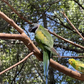 Sylvan Heights Bird Park - Parrot - Parks Near Me - Scotland Neck, North Carolina Sylvan Heights Bird Park - Parrot - Parks Near Me - Scotland Neck, North Carolina