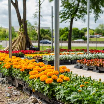 Texas Palm Trees and Irrigation - a variety of flowers - Tree Services Near Me - Dallas, Texas Texas Palm Trees and Irrigation - a variety of flowers - Tree Services Near Me - Dallas, Texas