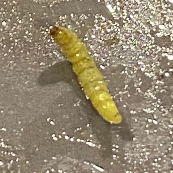 New Jin Jin Buffet - a yellow worm on the ground - Chinese Near Me - Panama City Beach, Florida