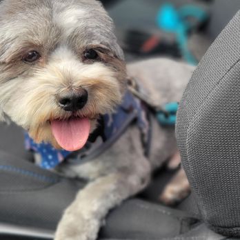 Pawsitive Pet Grooming - After grooming - Pet Groomers Near Me - Covina, California Pawsitive Pet Grooming - After grooming - Pet Groomers Near Me - Covina, California