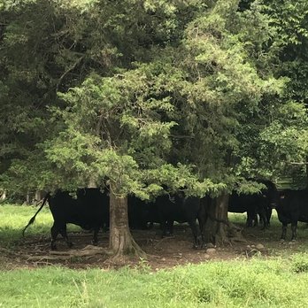 Windy Knoll Farm - Venues & Event Spaces Near Me - Nokesville, Virginia