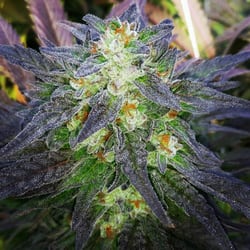 Quality Choice Dispensaries - Buddha's Sister