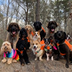 Cape Cod Dog Squad