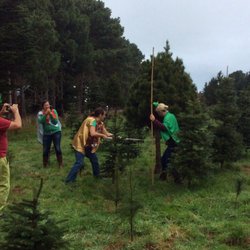 Misty Mountain Christmas Tree Farm - "Are you on your way to a party?" "No, this IS the Party!"