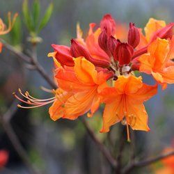 River Valley Horticultural Products