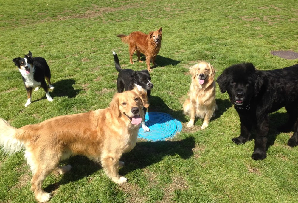 Dog Centric Society - pet boarding facility in Austin, TX