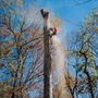 Photo of Hybrid Tree Service