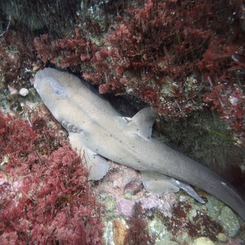 Zach's Scuba Shack - Scuba Diving Near Me Zach's Scuba Shack - Scuba Diving Near Me