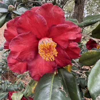 Mead Botanical Garden - Botanical Gardens Near Me - Winter Park, Florida