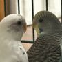 Photo of Divine Speech & Language Services