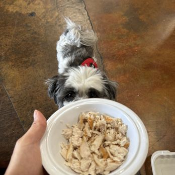 Wahoo's Fish Taco - Fresh unsalted grilled white fish for the pup! - Seafood Near Me - Irvine, California