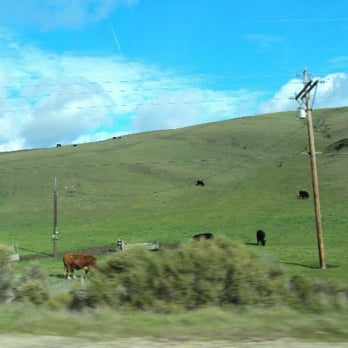 Interstate Freeway 1 - Cows eating green - Public Transportation Near Me