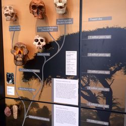 Lapworth Museum of Geology