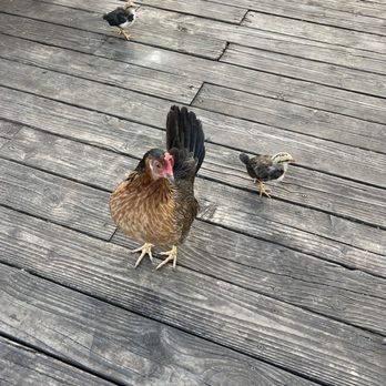 Thai Zapp - two chickens on a wooden deck - Thai Near Me - Kahuku, Hawaii Thai Zapp - two chickens on a wooden deck - Thai Near Me - Kahuku, Hawaii