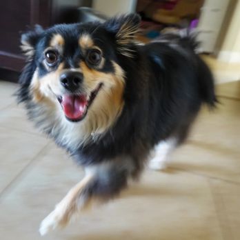 Biggest Little Doggy Care - Pet Boarding Near Me