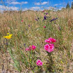 The Courts at Gibson Park - Colorful wildflowers near courts on 5/25/24