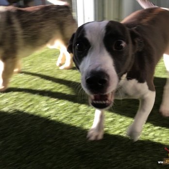 Pet Camp - Astro turf - Pet Training Near Me - San Francisco, California