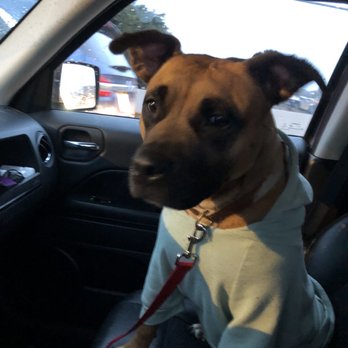 Vinings Important Pets - Pet Groomers Near Me - Atlanta, Georgia