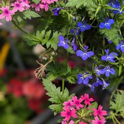 Cedar Rim Nursery