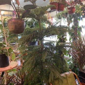 Jungle House - Nurseries & Gardening Near Me - Lawrence, Kansas