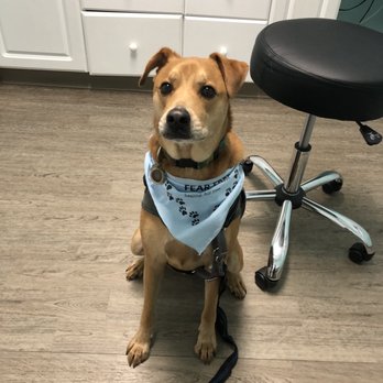 Great Neck Veterinary Clinic - They gave our pup a bandanna and sprayed a calming scent on it. - Veterinarians Near Me - Virginia Beach, Virginia Great Neck Veterinary Clinic - They gave our pup a bandanna and sprayed a calming scent on it. - Veterinarians Near Me - Virginia Beach, Virginia