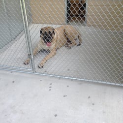 All Paws Pet Boarding and Daycare