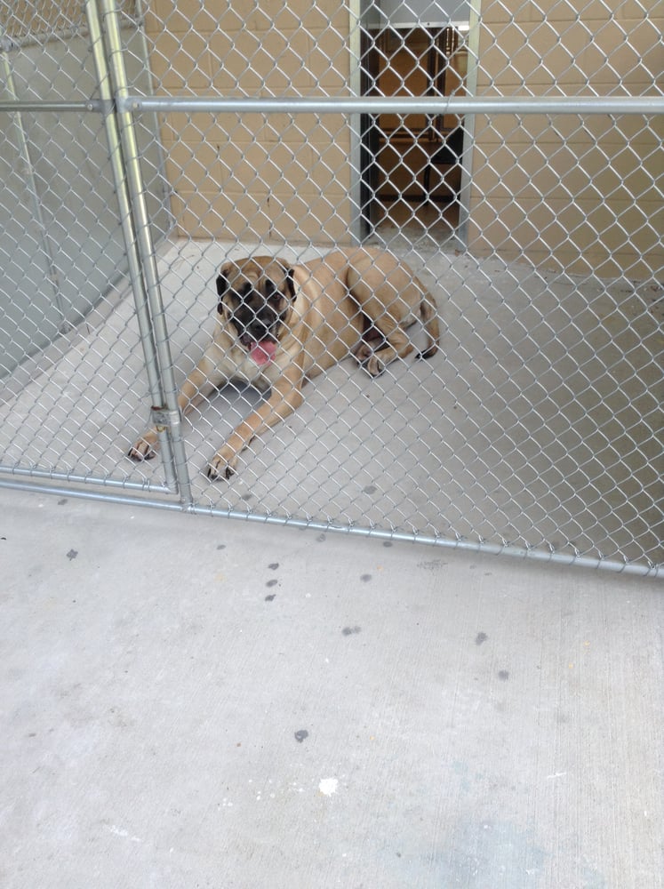 All Paws Pet Boarding and Daycare Image